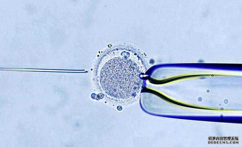 三代试管选男孩形成的囊胚男孩多吗_山大生殖试管能用供精吗_试管婴儿移植后
